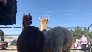 Alpacas Visit a Day Care