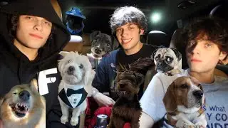 WE RATE YOUR PETS (very scary or cute)