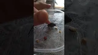 нашли мышонка!!!
