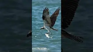 Amazing Osprey crashes hard into the water and comes up with a huge fish.