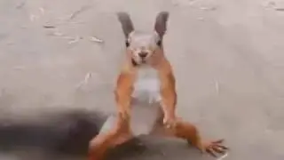 Un écureuil 