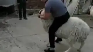 Dbi7a dyal lkalakh lmobin