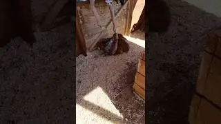 Дети общаются с кроликами
