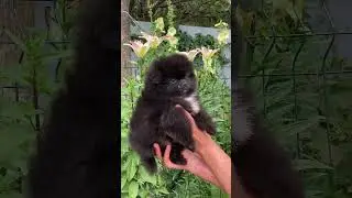 Малыш ❤️ #любовь #счастье #puppy #продажа