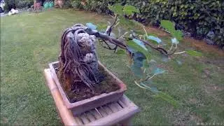 Bonsai di fico trovato in giardino