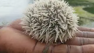 Sea Urchin