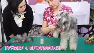 ГРУМЕР О ПРОФЕССИИ.Основные понятия. Нюансы профессии.