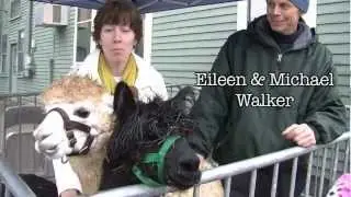 Alpacas visit 