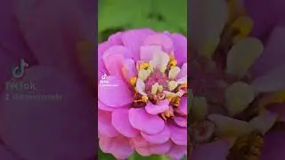 Мои цветы в 2024 🥰😍🐝🐝🐝