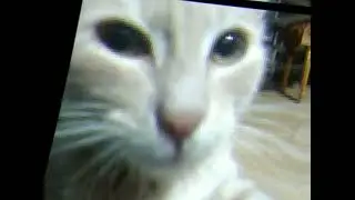 SHITPOST CAT (котщитпост)