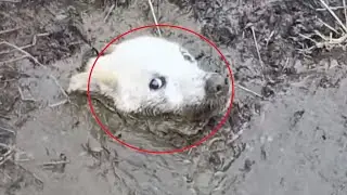 The dog was drowning in the swamp and howling for help. Just look what happened next!