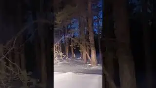 Рысь в природном резервате «Ертiс орманы»