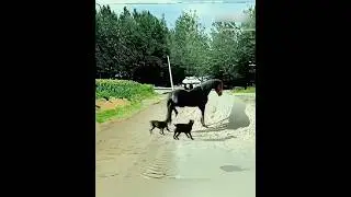 The dog gets a good kick from the horse 