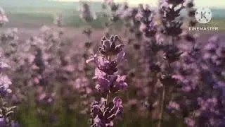 лавандовое лето
