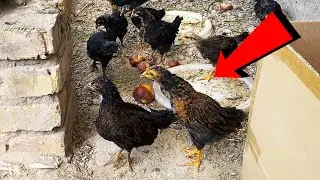 Chick singing at 15 days old | كتكوت يغني في عمر 15 يومًا