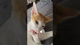 Прервала важные переговоры Руфинского😎😺 #shorts #cat #comedy #funny