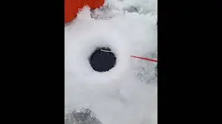 Бешеный клёв