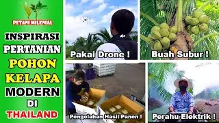PERTANIAN KELAPA MODERN DI THAILAND | INSPIRASI PERTANIAN | PETANI MILENIAL