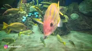Aquarium Sea World San Diego USA Best Place for Visit with Family :)
