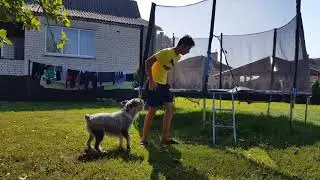 Собака любит батут. Пёс даёт лапу и прыгает на батуте