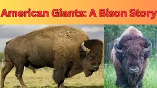 Bison :  A Symbol of the American West