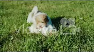 09 Lena lanny slow 314 puppy play　阿武孝雄