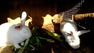 Новозеландские белые кролики с чего начать интенсивное разведение!!!