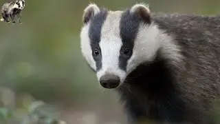Honey Badger : Facts about these brave animals