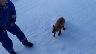 Подкормка Лисы Сосисками