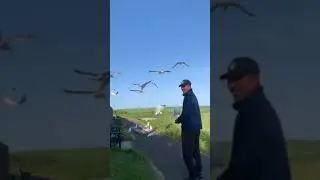 Дулат и чайки. Шотландия