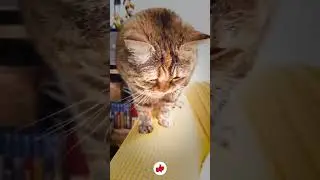 Awesone New Cat Funny and Cute Moments Part 9 #CuteMoments #cat
