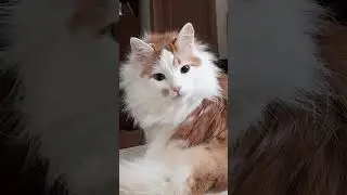 Лучик котик и умывашки!
