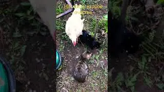 Наглая курица, гроза двора. Отнимает еду у кошек 😂