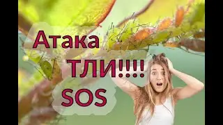 Атака Тли!!!! SOS