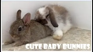 Rabbit Cuteness | Baby Bunny Holland Lop n Netherland Dwarf | Please Share, Like & Subscribe.