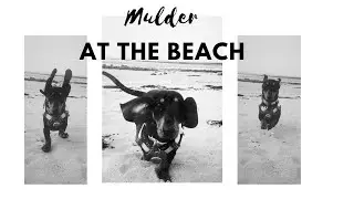 Miniature Dachshund Train to the Beach! Longniddry, Scotland, UK