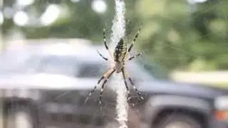 Garden Spider