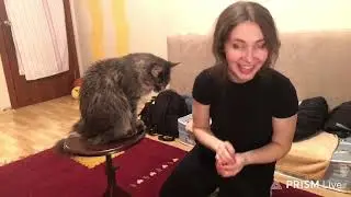 training my cat (she likes it) [September 26, 2025]