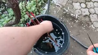 Прививка винограда. Часть 1.