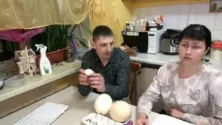 СОВЕТЫ ВЕТЕРИНАРА ПО ИНКУБАЦИИ КУРИНЫХ ЯИЦ \ Советы ветеринара \ Птицеводство ТВ серия #10