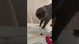 Günde bir zeytin hakkı var paşanın çok seviyor 🥰