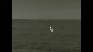 Зайкины забавы