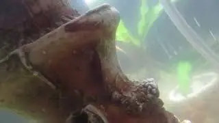 Кто живет в акве...Подводный мир в одном аквариуме.Устройство аквы.