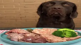 巧克力拉布拉多评论食物,  可爱的狗 Chocolate Labrador review Food