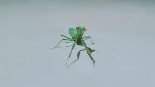 #Positive Vibes- Night Shot- Uninvited Guest to my home- #Mantises