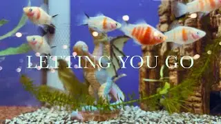 AK - Letting You Go