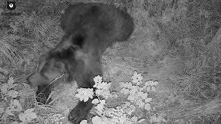 Как хочу так и сплю🐻Как Мансурка спит в своем лесу😴/Bear Mansur