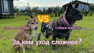 СПИНАЛЬНИК VS ОБЫЧНАЯ СОБАКА | ЗА КЕМ ЕЖЕДНЕВНЫЙ УХОД СЛОЖНЕЕ?
