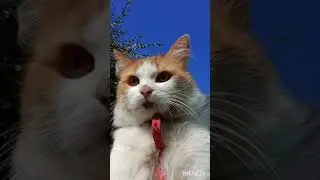 Реакция Мурчика на природные запахи!!!😇😺🐈💚💚💚