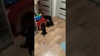 "нападение маленьких чертят шипперке на чихуашку